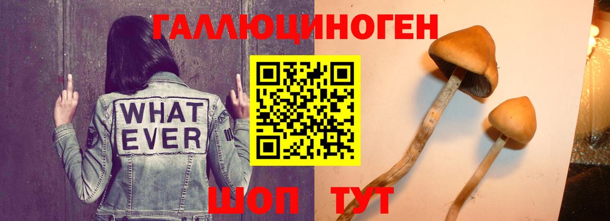Галлюциногенные грибы Psilocybe  Вход с VPN  Кострома  Галлюциногенные грибы Cubensis 